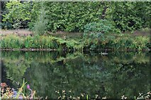 TQ2879 : View of bushes reflected in the lake at the back of Buckingham Palace Gardens #2 by Robert Lamb