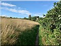 Footpath between trees and an open field