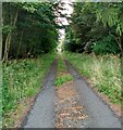 Track through wooded area