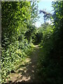 Path in Berengrove Nature Reserve