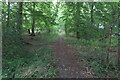 Footpath round and through Sedgecombe Wood