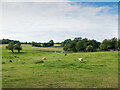 TL2617 : Sheep grazing opposite Coltsfoot Country Retreat by Patrick Mackie