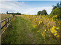 Footpath approaching Burnham Green