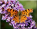 TL3862 : Comma butterfly, Park Street, Dry Drayton by Martin Tester
