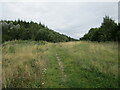 Woodland north of Warsop Vale