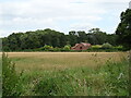 Cereal crop beside Mill Lane