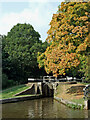 SJ8835 : Maple tree by the lock near Meaford, Staffordshire by Roger  D Kidd