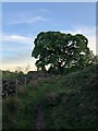 Footpath approaching ruined barn near Naychurch