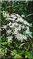 TF0820 : White flower by Bob Harvey