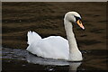 SE1039 : Swan on the Leeds and Liverpool Canal by David Martin