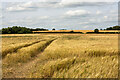 A field in the Money Hill region, Ashby-de-la-Zouch