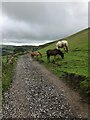 SJ9776 : Horses on track leading to Waggonshaw Farm by Philip Cornwall