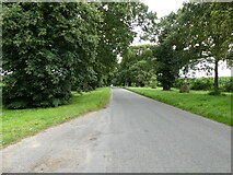 TG2134 : Tree lined White Post Road by David Pashley