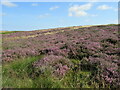 Heather near Stang Howe