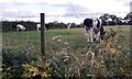 NY3758 : Cows in field on SW side of road SE of Cargo by Roger Templeman