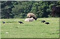 Rooks feeding among the sheep