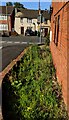 Weeds at the edge of Verdun Court, Stonehouse