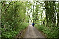 Wooded footpath