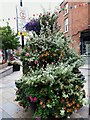 Floral display, Duke Street, Congleton