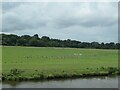 Geese near Bradley Orchard