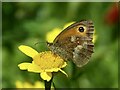 Gatekeeper butterfly on Corn Marigold