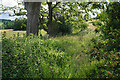 Path to Roach House Farm