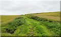 Grassy way separating fields near Gamblesby