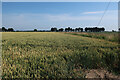 Wheat field by Eleven Acre Lane