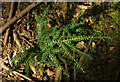 SX8382 : Conifer sapling, Barton Down by Derek Harper