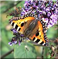 Small Tortoiseshell Butterfly