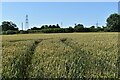 Ripening wheat field near Meadow View Farm