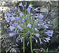 Agapanthus