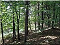 Light and Shade, Saltburn Community Woodland