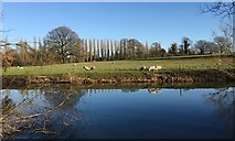 SP3065 : Sheep on Jephson's Farm across the Avon, Myton, Warwick by Robin Stott