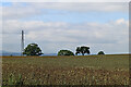 Worcestershire rapefield near Holbeache, Trimpley