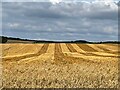 Stripes in the stubble 