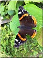 Red Admiral butterfly, with a piece taken out