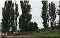 Poplar trees by Bicester Road near Westcott