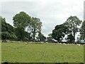 Field with sheep near Greenhead Farm