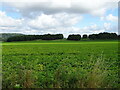 SO6041 : Potato crop north of the A438, Stoke Edith  by JThomas