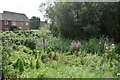 Wild flower area, Lower Meadow