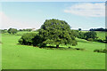 Grazing and trees near Rowlstone Park Farm