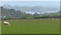 Sheep at Mount Pleasant, Conwy