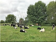 TM0733 : Cattle resting near Flatford Mill by Richard Humphrey