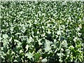 A field of cabbages