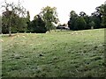 Sheep grazing by Broadwell Hill Farm