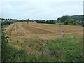 Cropped field, north of Milford