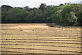 SU0119 : Newly harvested field, West Woodyates by David Martin