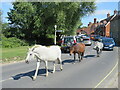 SU3802 : Horses in the road, Beaulieu by Malc McDonald