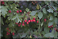 TF0117 : Beautiful Berries by Bob Harvey